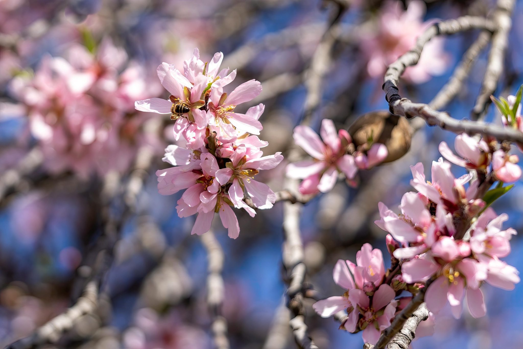 I declare God's Promises