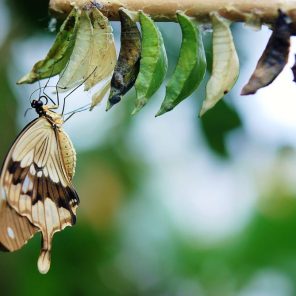 brown-white-butterfly-butterflies-colorful-63643